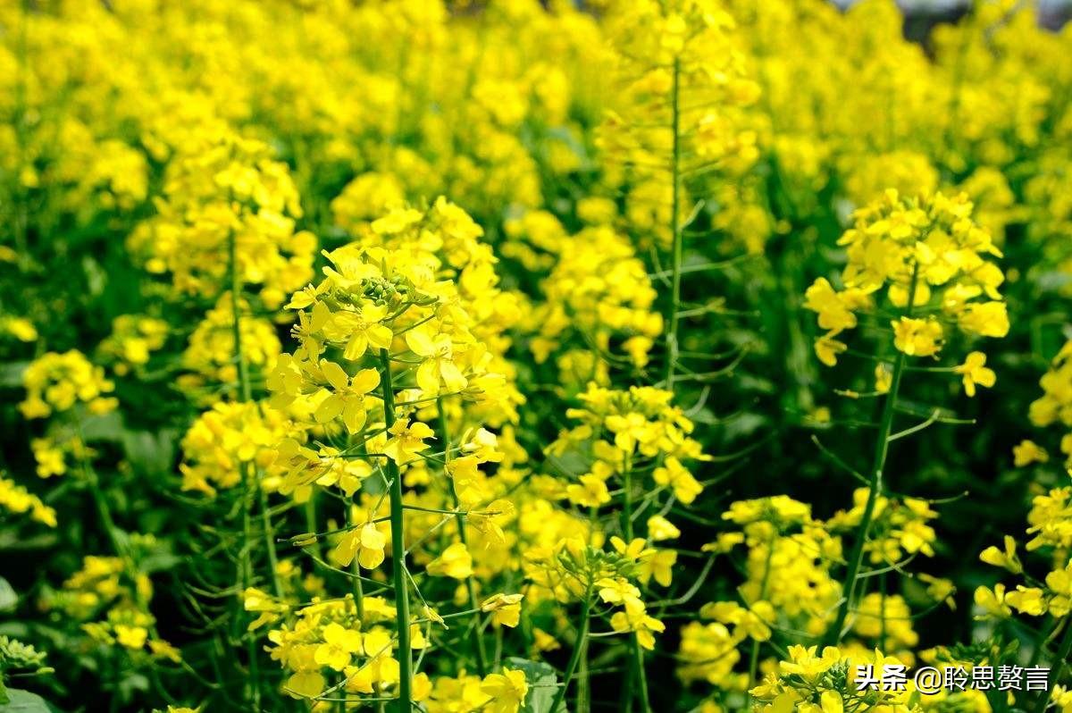 赞美春天油菜花的古诗（油菜花诗词精选）