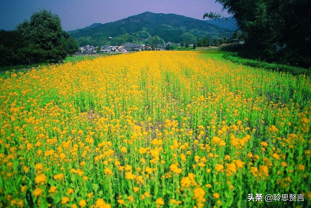 赞美春天油菜花的古诗（油菜花诗词精选）