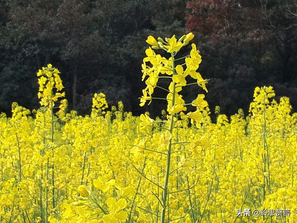 赞美春天油菜花的古诗（油菜花诗词精选）