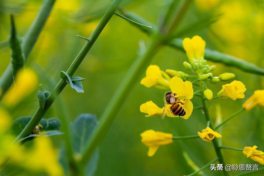 赞美春天油菜花的古诗（油菜花诗词精选）