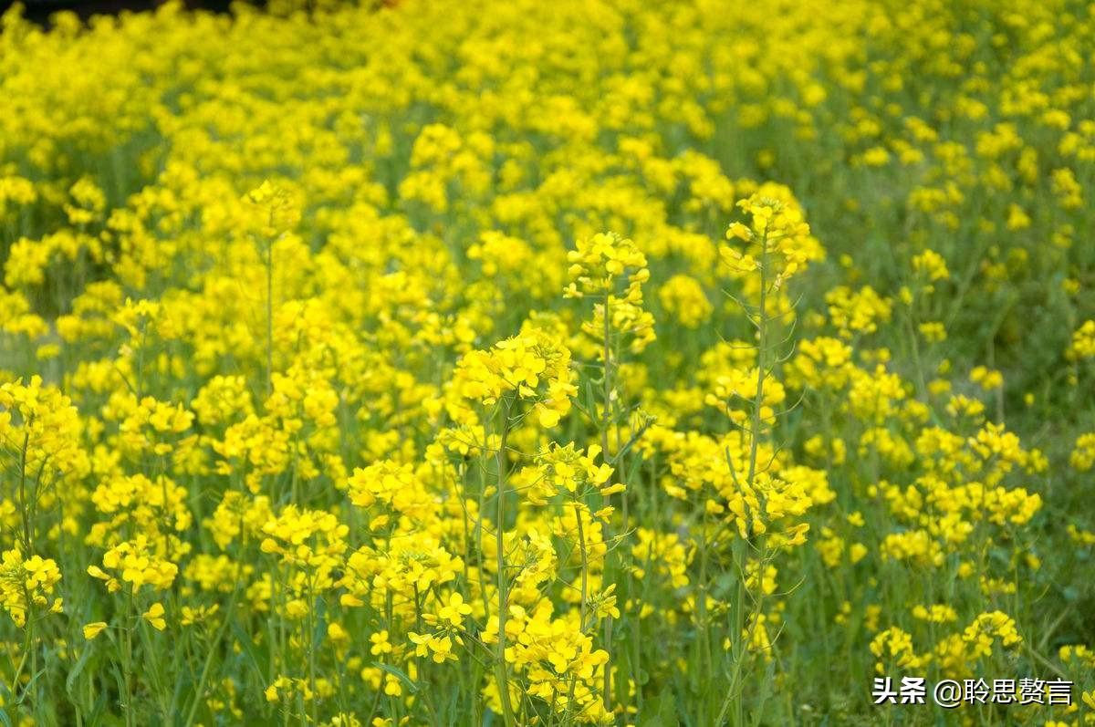 赞美春天油菜花的古诗（油菜花诗词精选）