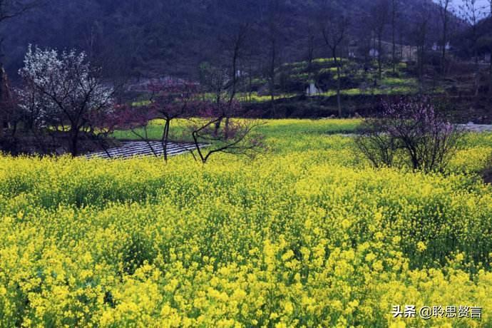 赞美春天油菜花的古诗（油菜花诗词精选）