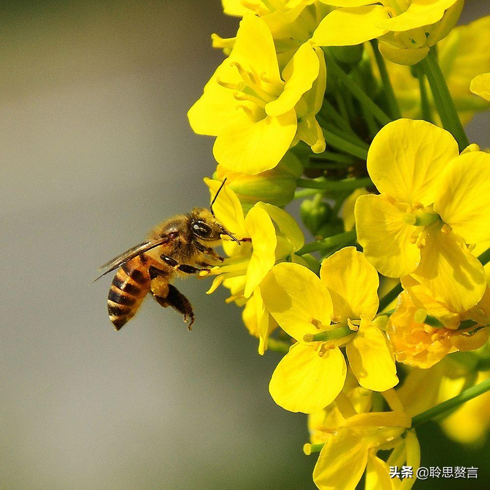 赞美春天油菜花的古诗（油菜花诗词精选）