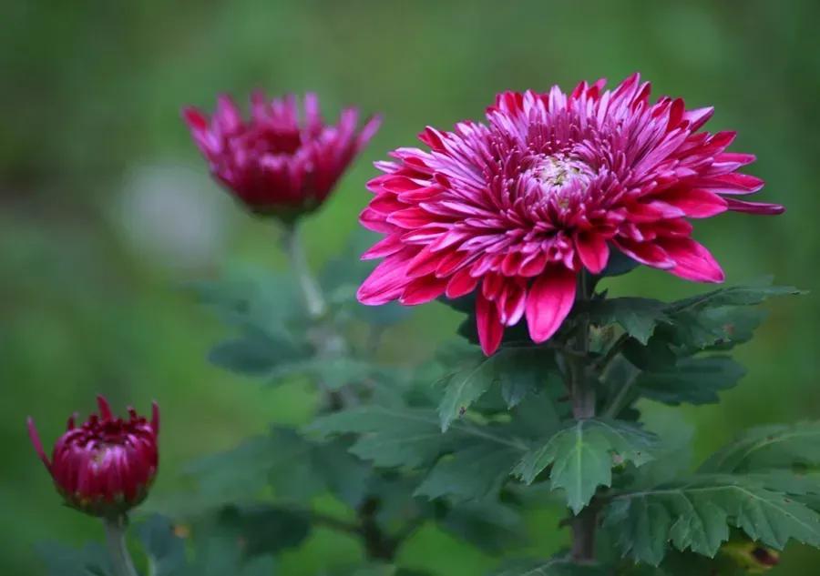 关于菊花唯美的诗句（咏菊诗词精选）