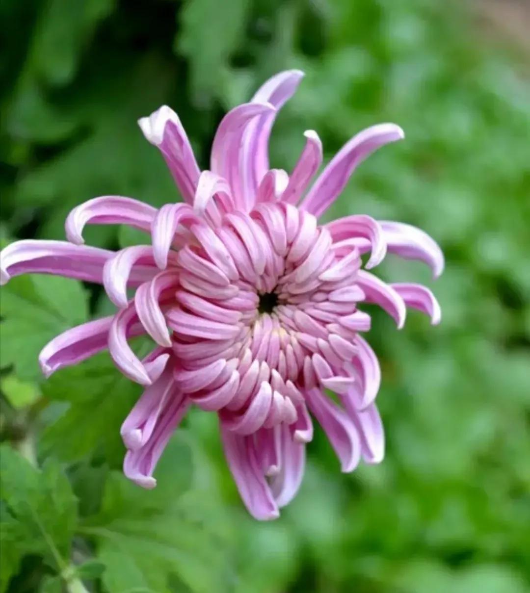 关于菊花唯美的诗句（咏菊诗词精选）