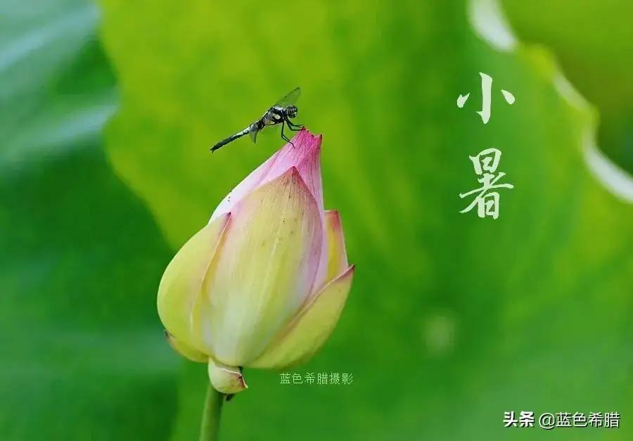 小暑节气古诗大全（关于小暑的优美古诗）