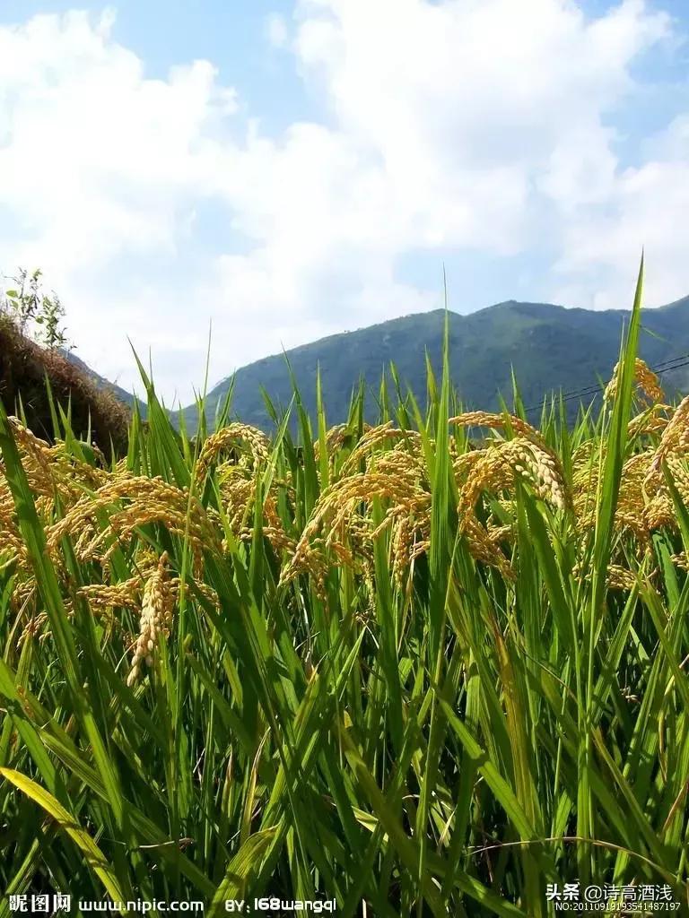 关于小满时节的诗词（二十四节气小满的古诗）