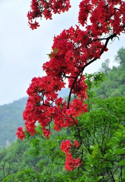 关于夸赞杜鹃花的诗句（咏杜鹃花诗词16首）