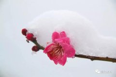 关于梅雪的诗句古诗（春雪诗词16首）