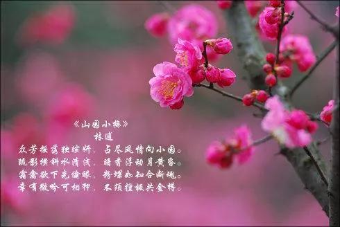 赞美梅花的千古名句赏析（当代咏梅诗词22首）