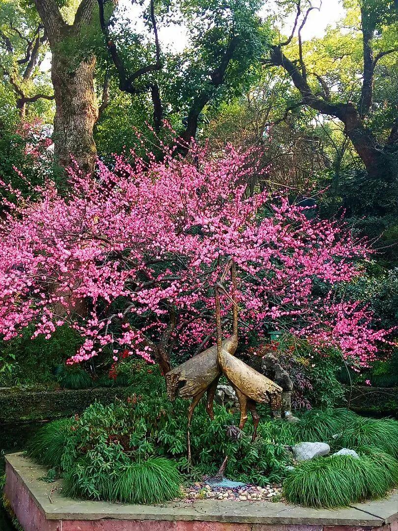 赞美梅花的千古名句赏析（当代咏梅诗词22首）