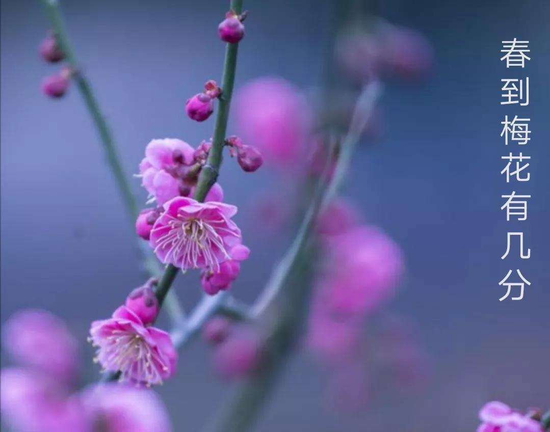 赞美梅花的千古名句赏析（当代咏梅诗词22首）