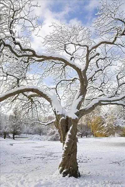 关于咏雪诗词鉴赏（咏雪古诗大全）