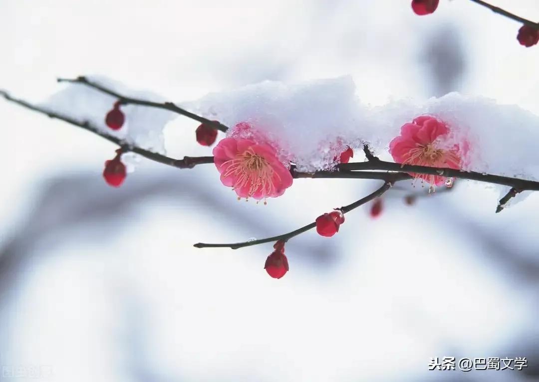 关于咏雪诗词鉴赏（咏雪古诗大全）