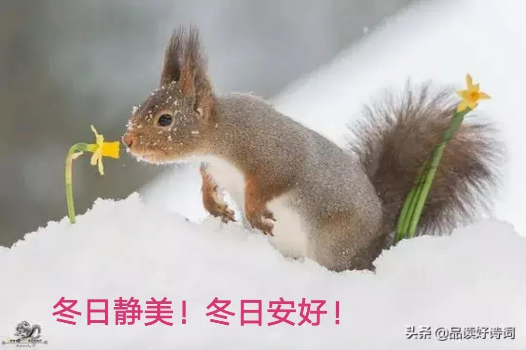 关于咏雪诗词鉴赏（咏雪古诗大全）