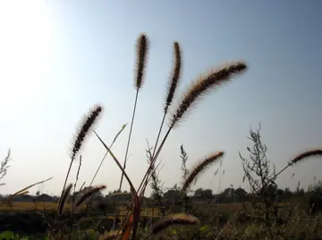 家乡的秋天作文800字初一（感受秋天的生机）