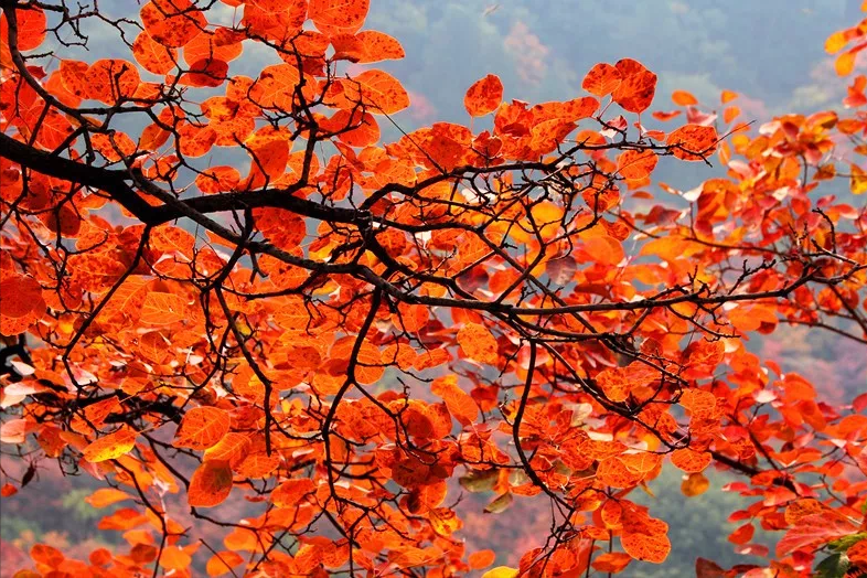 登高赏红叶，寄乡愁（有关重阳节诗词赏析）