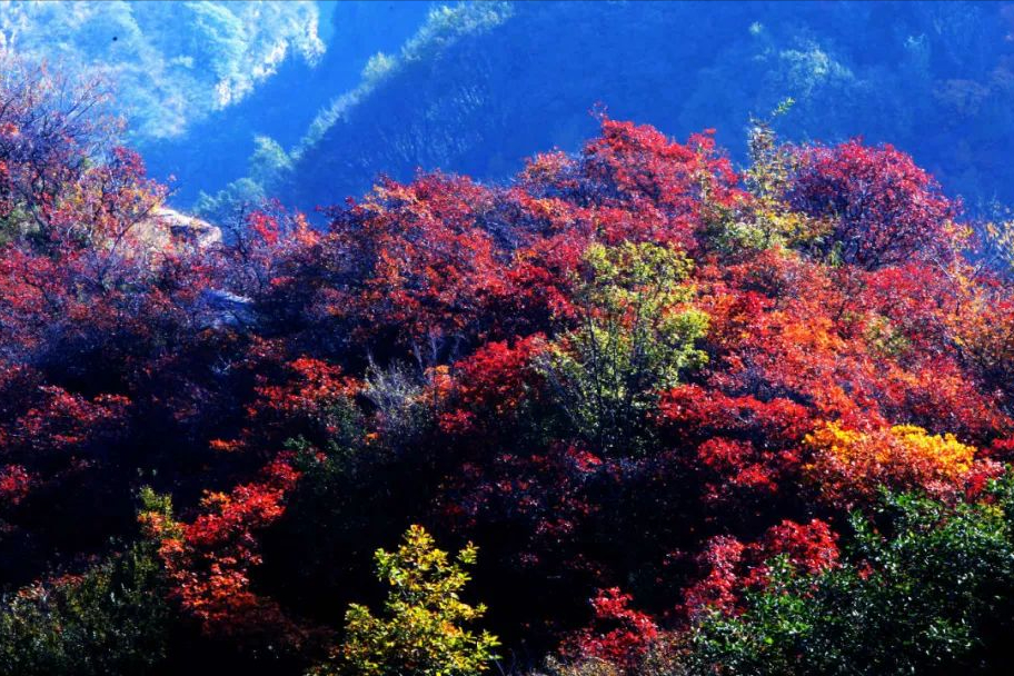 登高赏红叶，寄乡愁（有关重阳节诗词赏析）