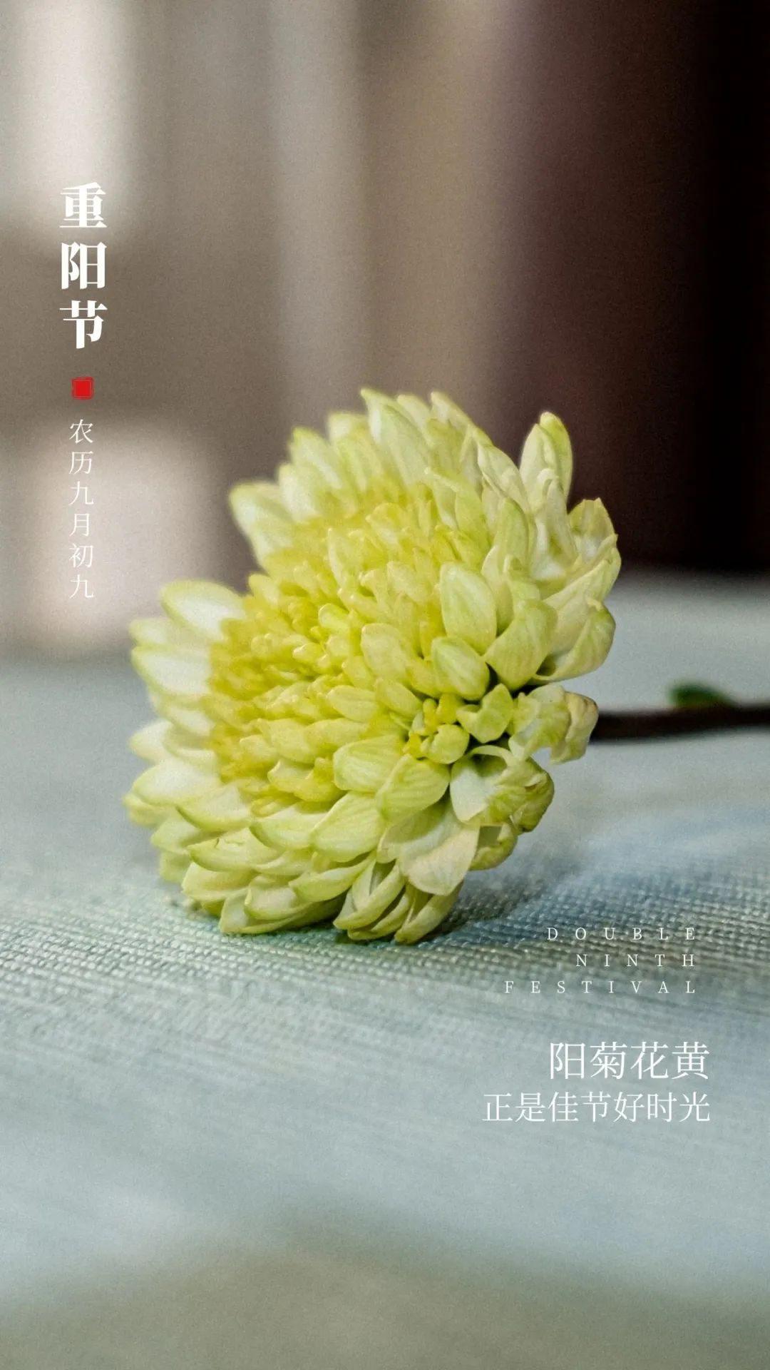 有关重阳节温馨祝福语（朋友圈重阳节文案句子）