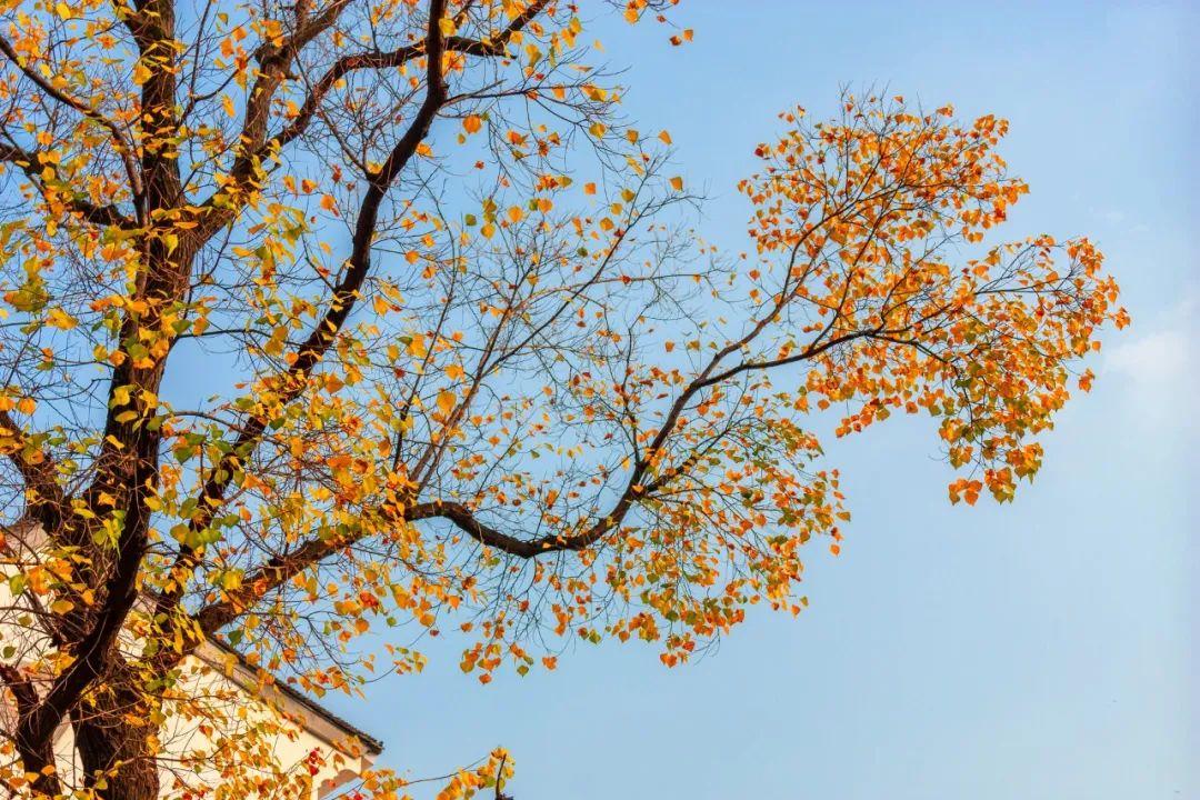 重阳节的古诗有哪些（分享10首经典的重阳诗词）