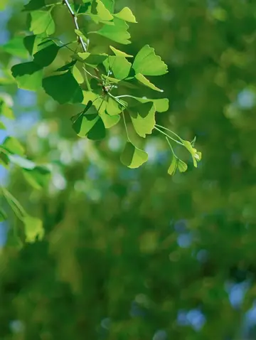 适合夏天的小众文案（夏日限定的温柔短句）