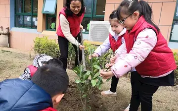 2022幼儿园植树节实施方案及感悟（幼儿园植树节工作方案及心得）