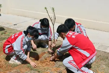 2022植树节教育班会实施方案模板（植树节班会教育工作方案范本）