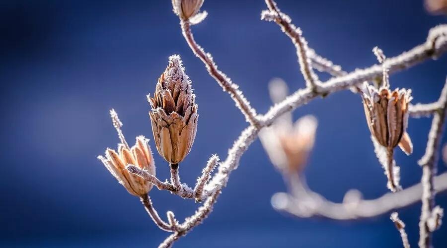 描写秋天景色优美句子（关于雪的诗句千古名句）