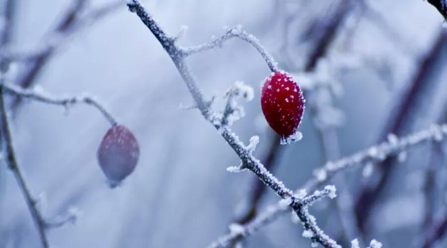 描写秋天景色优美句子（关于雪的诗句千古名句）