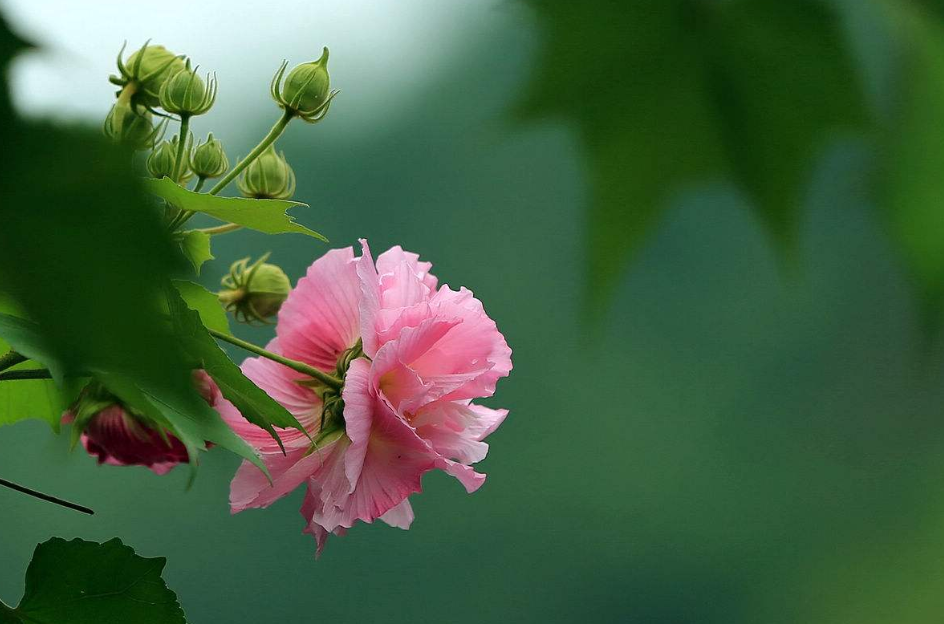 赞美芙蓉花古诗很美的诗句（芙蓉花唯美的古诗推荐）