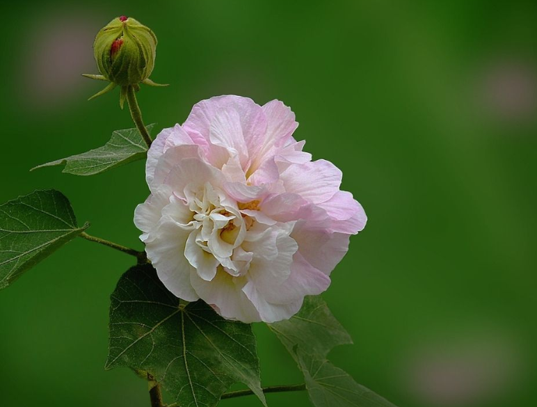 赞美芙蓉花古诗很美的诗句（芙蓉花唯美的古诗推荐）