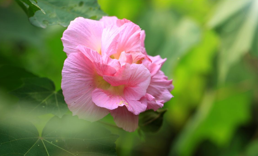 赞美芙蓉花古诗很美的诗句（芙蓉花唯美的古诗推荐）