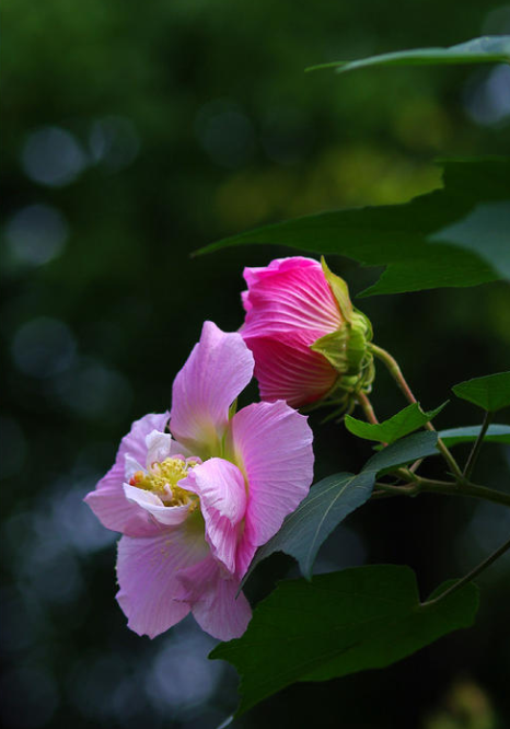 赞美芙蓉花古诗很美的诗句（芙蓉花唯美的古诗推荐）