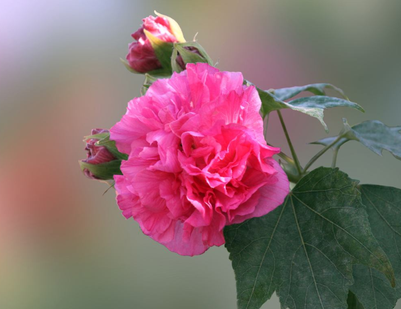 赞美芙蓉花古诗很美的诗句（芙蓉花唯美的古诗推荐）