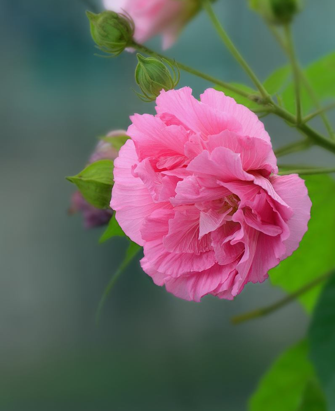 赞美芙蓉花古诗很美的诗句（芙蓉花唯美的古诗推荐）