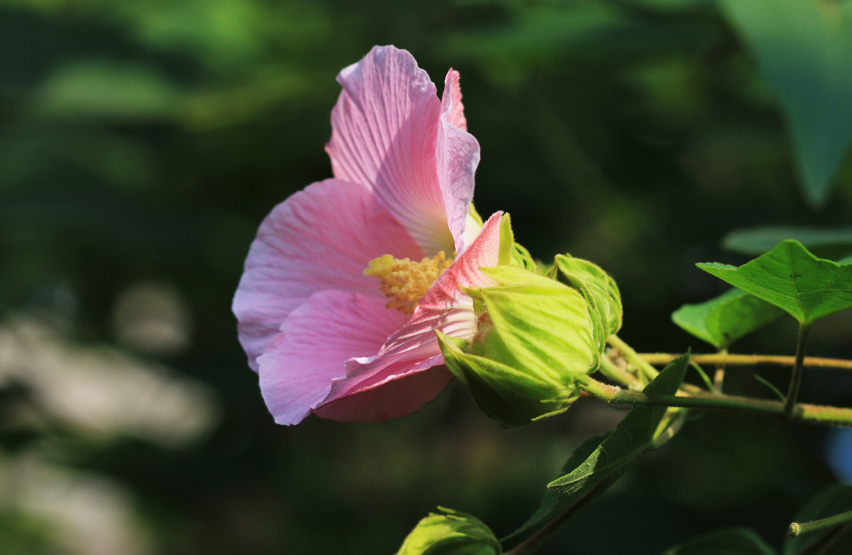 芙蓉话唯美诗词赏析（描写芙蓉花开放诗句）