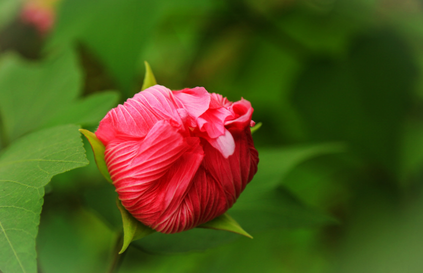 芙蓉话唯美诗词赏析（描写芙蓉花开放诗句）