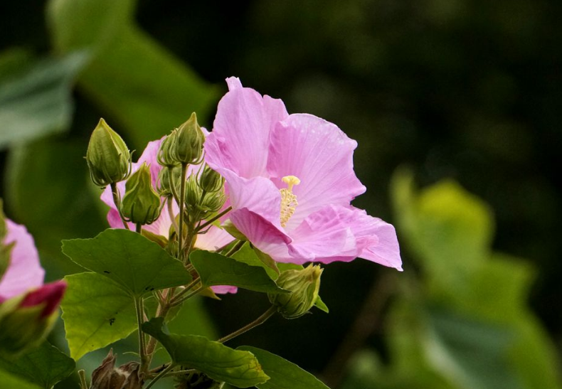 芙蓉话唯美诗词赏析（描写芙蓉花开放诗句）