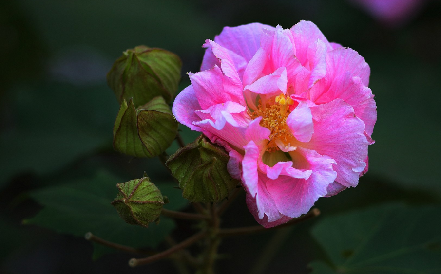 芙蓉话唯美诗词赏析（描写芙蓉花开放诗句）