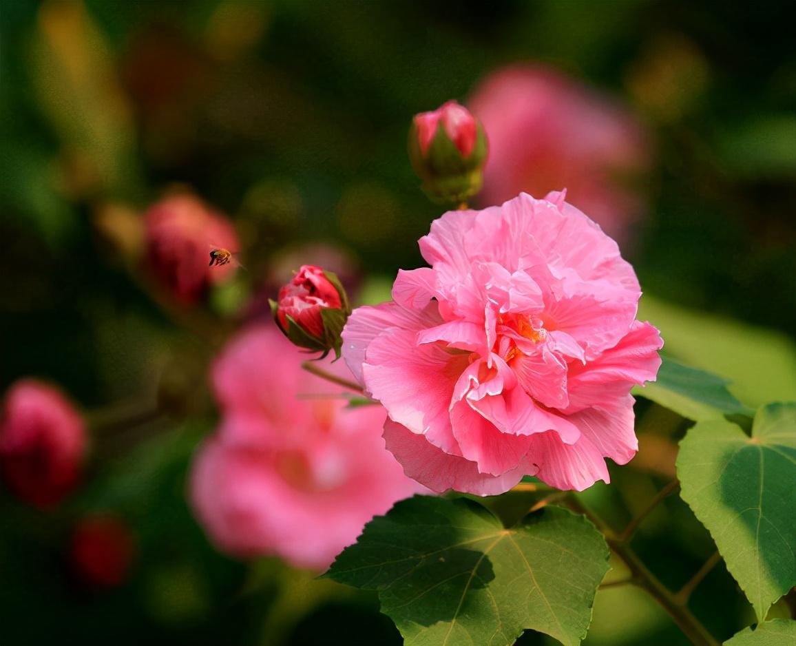 芙蓉话唯美诗词赏析（描写芙蓉花开放诗句）