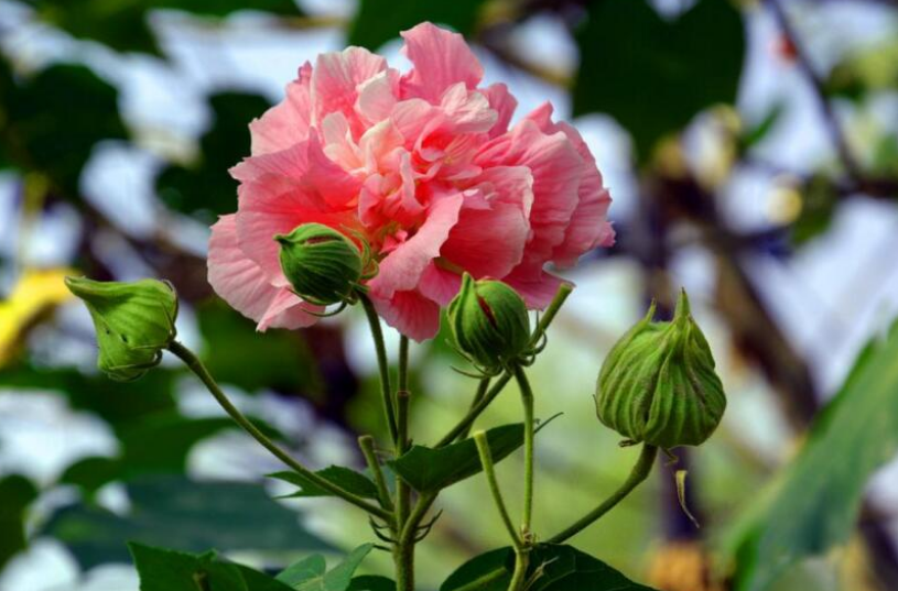 芙蓉话唯美诗词赏析（描写芙蓉花开放诗句）