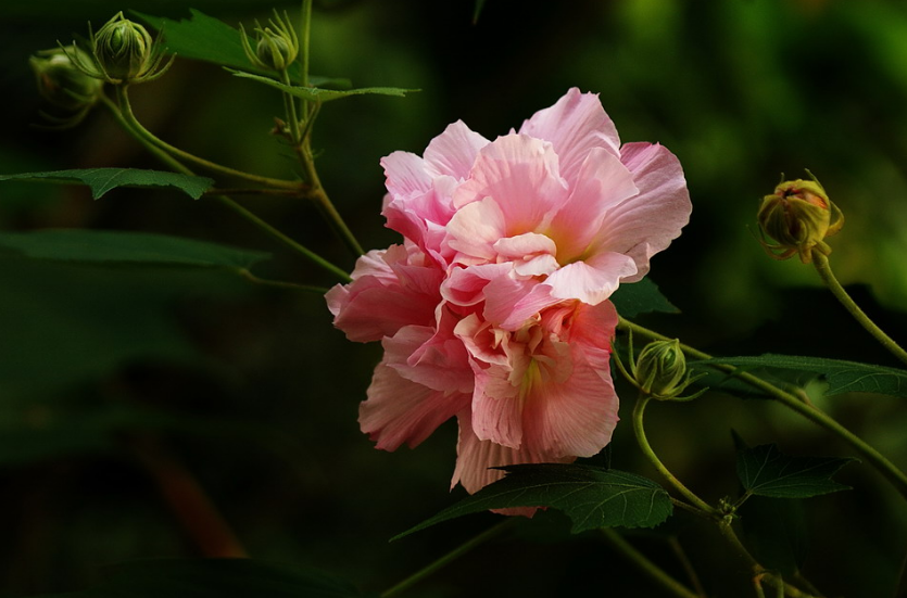 芙蓉话唯美诗词赏析（描写芙蓉花开放诗句）