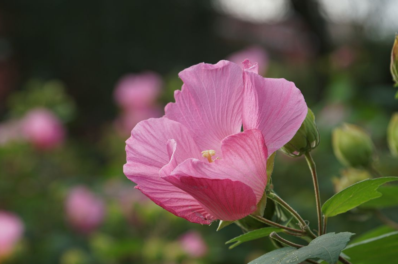 芙蓉话唯美诗词赏析（描写芙蓉花开放诗句）