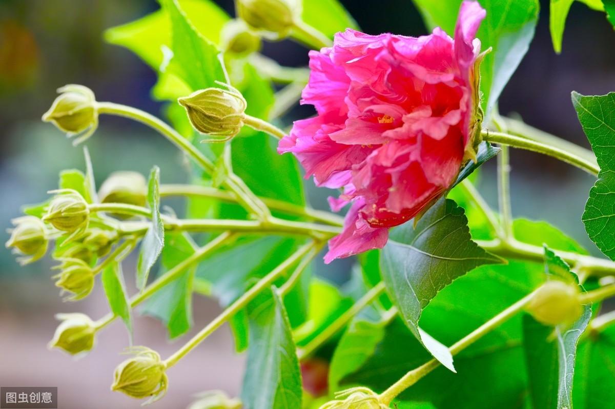 关于咏芙蓉花诗词精选（赞美芙蓉花的经典古诗）