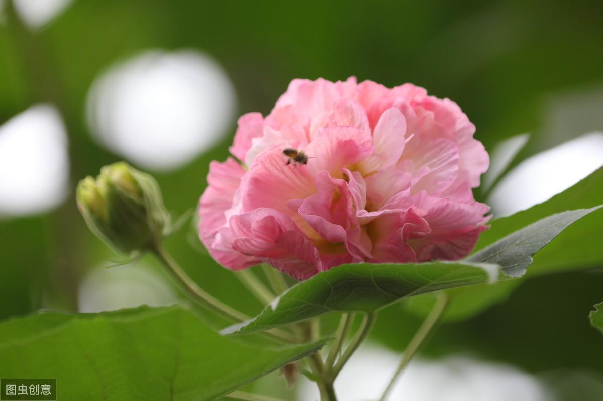 关于咏芙蓉花诗词精选（赞美芙蓉花的经典古诗）