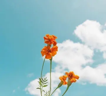 生活美好的温暖句子（温柔且治愈的文案）