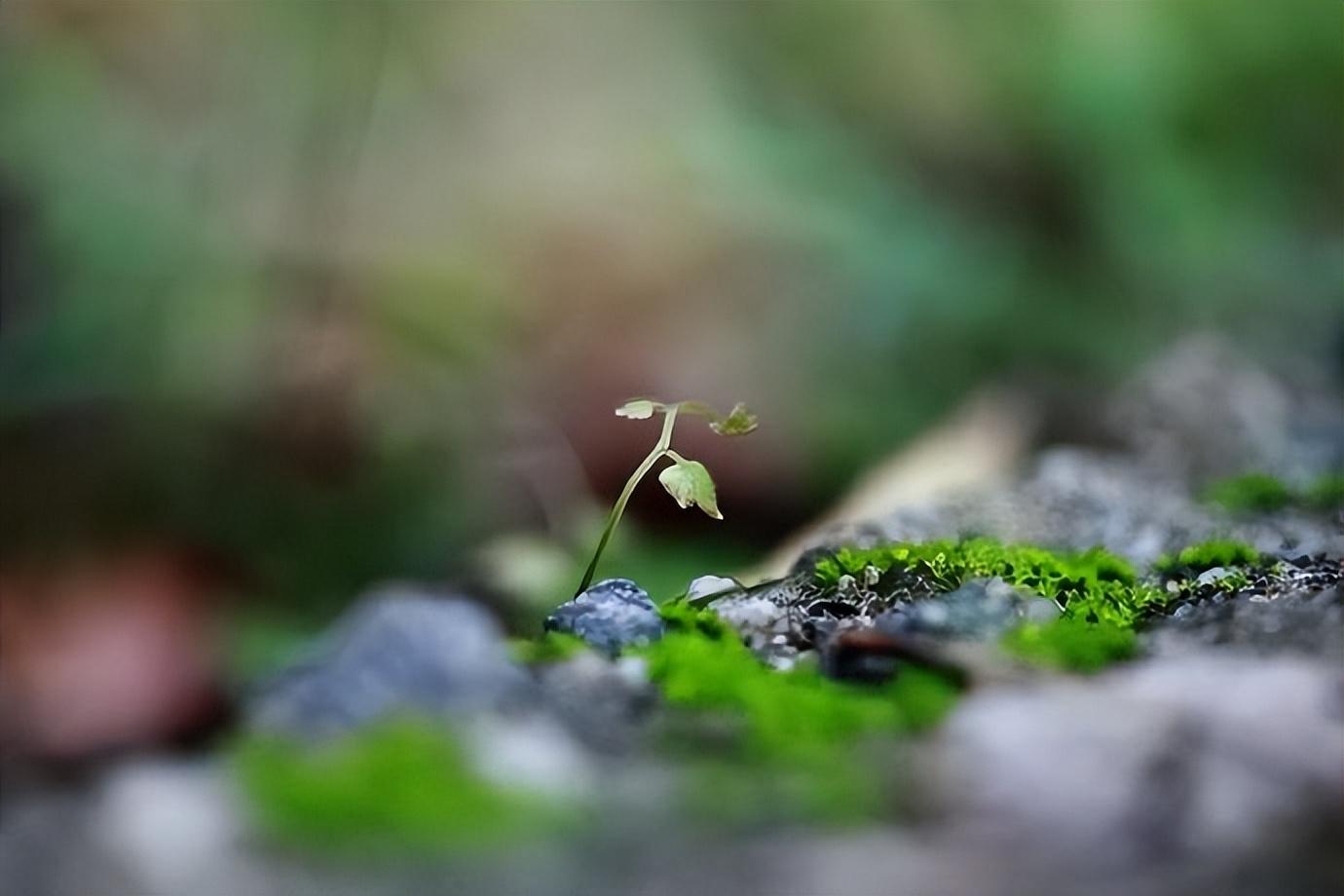 以欢喜之心，慢度日常（晚安心语治愈文案）