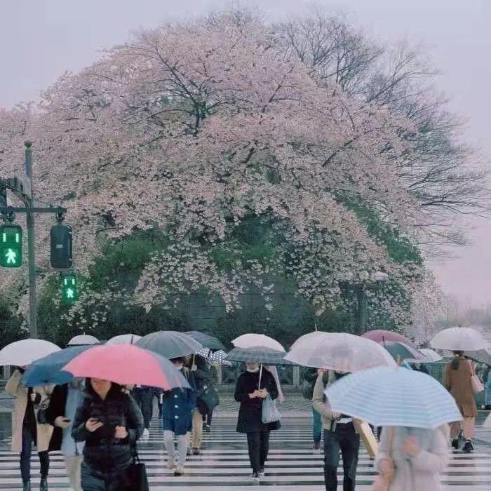 关于花的温柔句子（关于鲜花的浪漫文案）