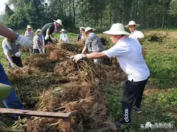 劳动最光荣作文800字高中（劳动创造幸福）