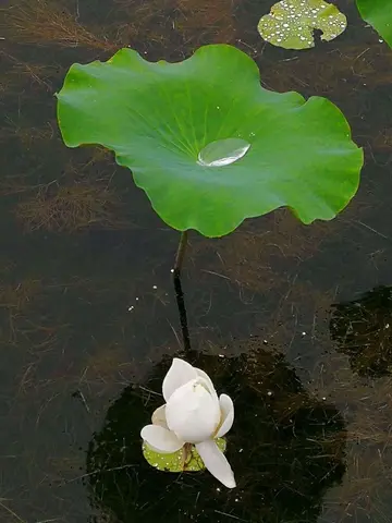 夏天清爽的句子（干净治愈的夏天文案）